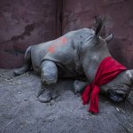 Rinoceronte bianco, sedato e bendato, prima di essere rilasciato in Botswana | Thomas P. Peschak  World Press Photo